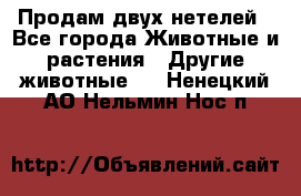 Продам двух нетелей - Все города Животные и растения » Другие животные   . Ненецкий АО,Нельмин Нос п.